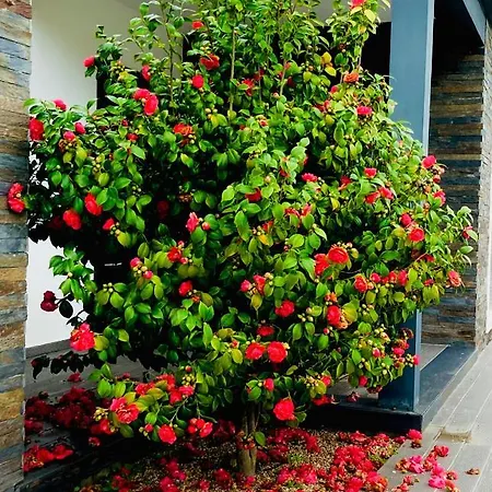 Quinta Do Portal 别墅 Bespeira